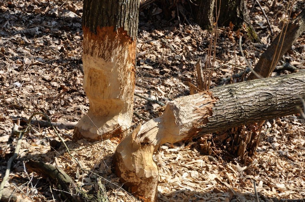 Trädfällning - säkerhet och skicklighet i skogsvården