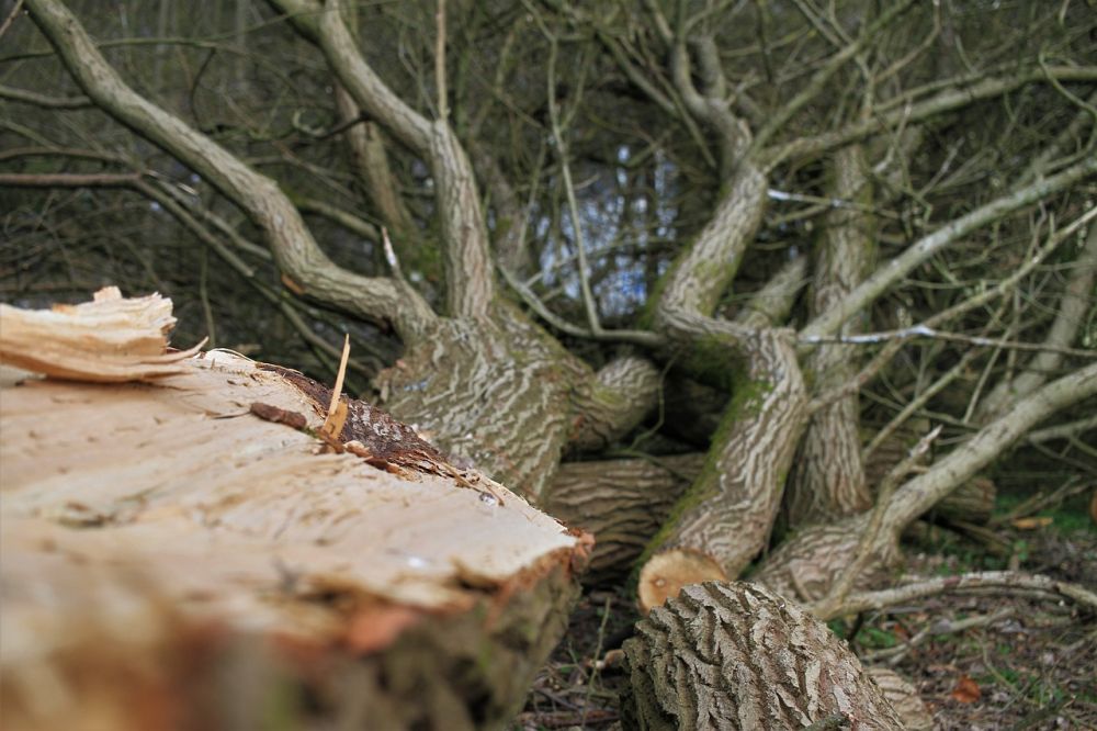 Värdet av en Professionell Arborist: Håll dina träd friska och säkra