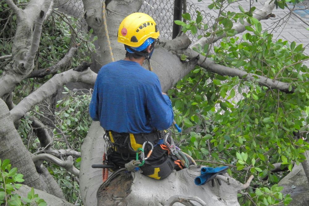 Arborist huddinge  trygg och hållbar trädvård i en växande kommun